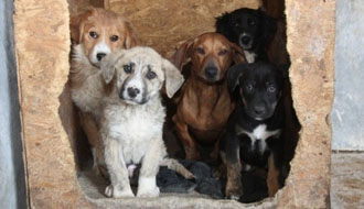 állatmenhely kutyák és cicák gazdikereső 1 százalék támogatása adó 1 % állatvédelem támogatására