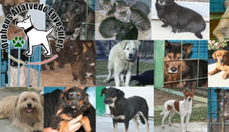 kutya örökbe fogadás állatok védelme állatmenhely kutya adó 1 % gazdikereső állatvédő