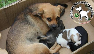 állatmenhelyen adó 1 támogatás adóbevallás állatotthon adó 1 százalék