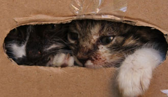 állatmenhelyi állatok adó 1 százalék kutyák cicák állatok kutyusok személyi jövedelemadó adó 1 százalék örökbefogadás