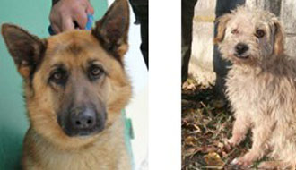 állatmenhely kutya örökbefogadás adó 1 kutyamentés állatmenhely adóbevalláskor adó egy százalék kutyáknak