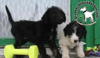 állatvédelmi központ állatvédők listája állatotthon személyi jövedelemadó adó 1 százalék