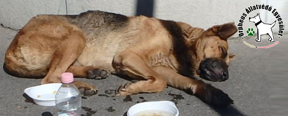 állatmenhelyek listája, állatvédő, támogatás kutya cica állatmenhely örökbefogadás adóbevalláskor adó 1 személyi jövedelemadó kutyaotthon