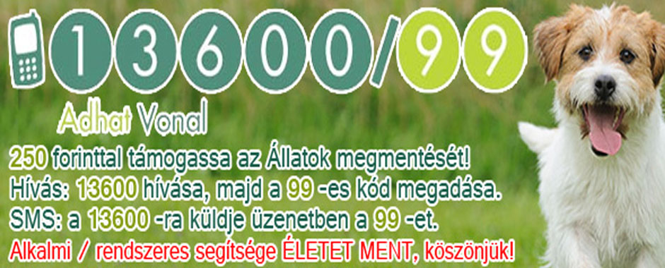 kutya cica örökbefogadás kutya macska állatmenhely örökbe fogadhatók adóbevalláskor adó 1 felajánlás