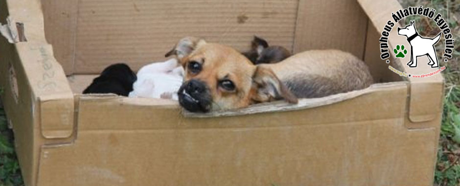 adó 1 százalék állatvédőknek kutya, cicák állatmenhely örökbe fogadás adóbevalláskor adó 1% személyi jövedelemadó