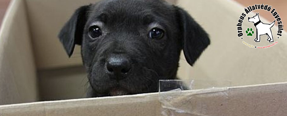 örökbefogadás, kutya, cica, adóegyszázalék kutyusok cica állatmenhely örökbefogadás adóbevalláskor adó 1 felajánlás