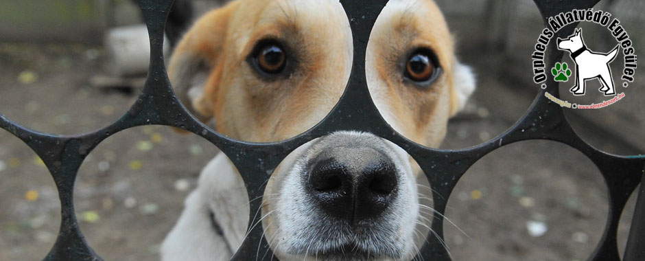 állatmenhely adó 1 kutya, cica, állatmenhely örökbefogadás adóbevalláskor adó 1 felajánlás