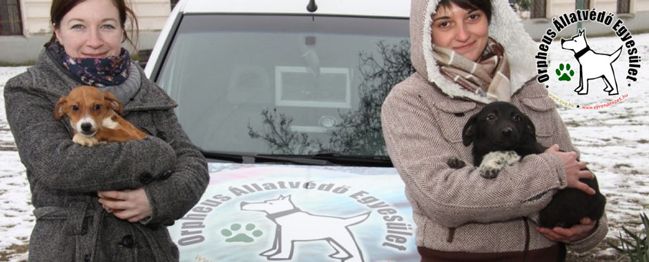 állatmenhely adó 1 állatok macska állatmenhely örökbefogadás szja adó 1