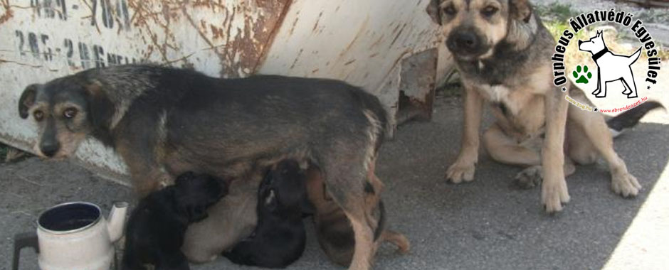 kutyus, kiskutya, cica kutyaotthon kiskutya állatmenhely gazdikeresés adóbevalláskor adó 1 állatok